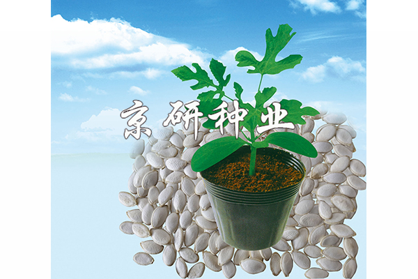 京欣砧8號(hào)