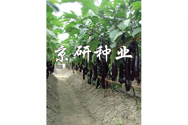 京茄10號(hào)