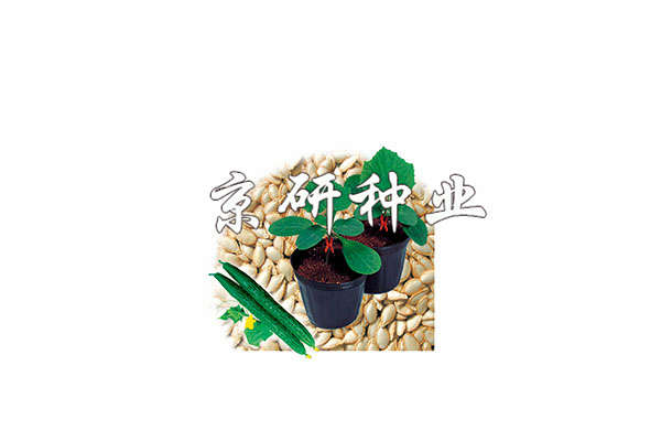 京欣砧6號(hào)（黃瓜專用砧木）