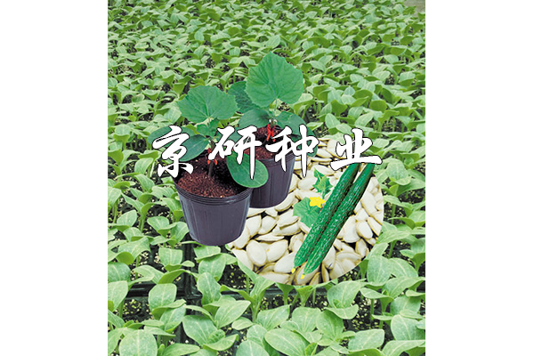京欣砧7號(hào)