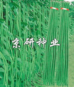 俊星長(zhǎng)翠